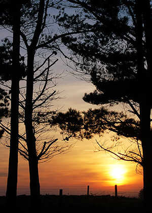 Trees and sunset