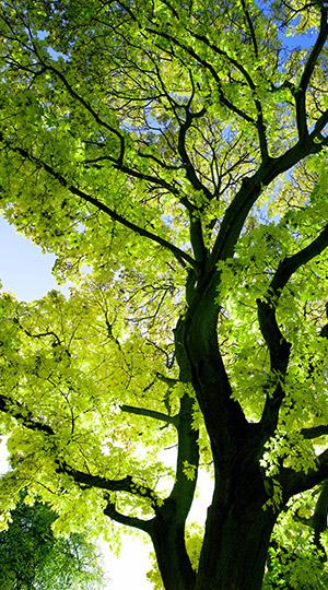 Tree canopy